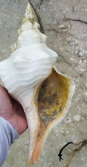 Triplofusus giganteus