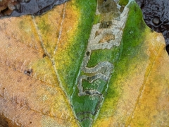 Stigmella tityrella