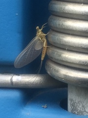 Ephemerella
