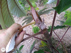 Cecropia ulei