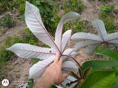 Cecropia ulei