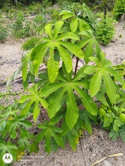 Cecropia ulei