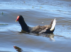 Gallinula chloropus meridionalis