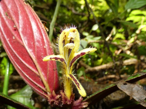 Columnea maculata