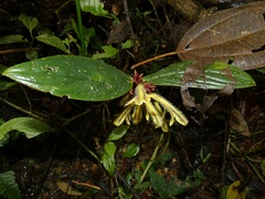 Columnea