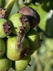 Meliscaeva auricollis