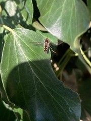 Meliscaeva auricollis