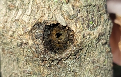 Synanthedon andrenaeformis