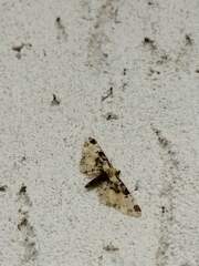 Eupithecia extremata