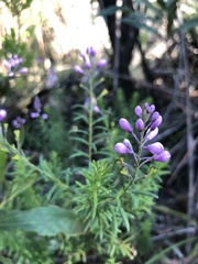 Comesperma