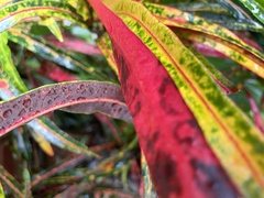 Codiaeum variegatum