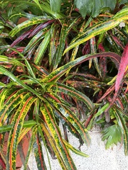 Codiaeum variegatum