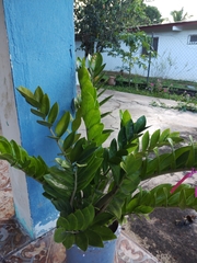Zamioculcas