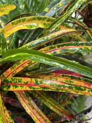 Codiaeum variegatum