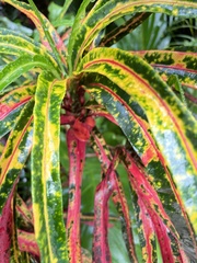 Codiaeum variegatum