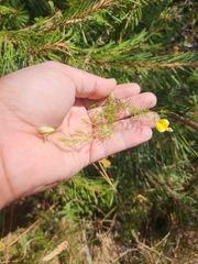 Aspalathus bracteata