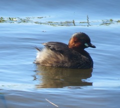 Tachybaptus ruficollis capensis