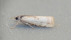 Microcrambus minor