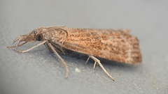 Neodactria luteolellus