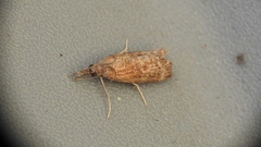 Neodactria luteolellus