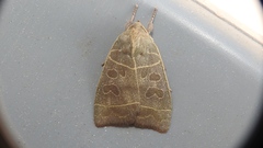 Ipimorpha pleonectusa