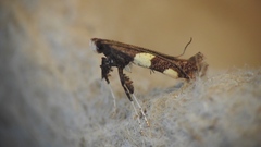 Caloptilia bimaculatella