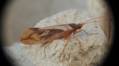 Platycentropus radiatus