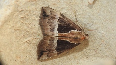 Hypena bijugalis