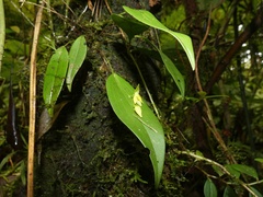 Pleurothallis rowleei