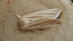 Acronicta insularis
