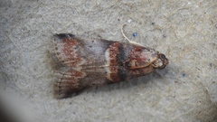 Acrobasis angusella