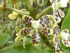 Prosthechea crassilabia