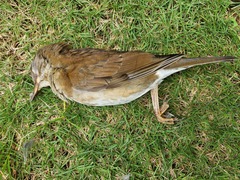 Turdus pallidus