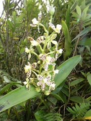 Prosthechea crassilabia