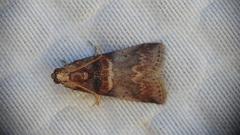 Acrobasis angusella