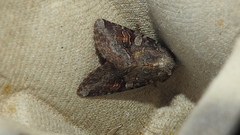 Trichordestra legitima