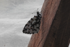 Eroessa chiliensis