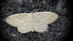 Scopula inductata