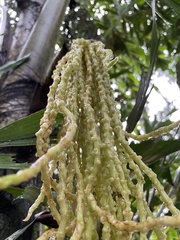 Caryota