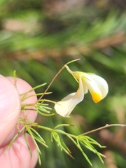Aspalathus bracteata