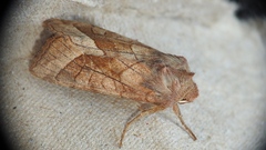 Hydraecia micacea