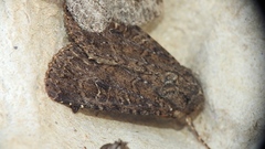 Apamea devastator