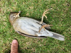Turdus pallidus