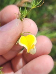 Aspalathus bracteata