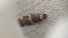 Oegoconia deauratella