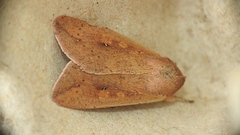 Mythimna unipuncta