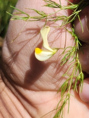 Aspalathus bracteata