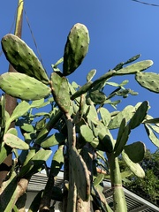 Opuntia cochenillifera