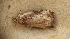 Olethreutes connectum