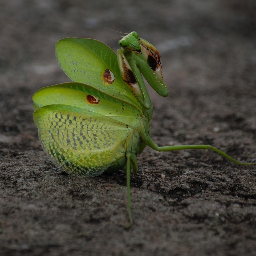 Stagmatoptera diana
